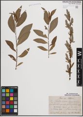 Foto von Salix cinerea L. x Salix purpurea L.